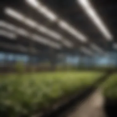 Advanced Sonofarm LED technology enhancing plant growth