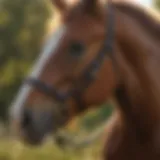 Equine health solutions