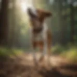 SportDog NoBark device in action on a dog