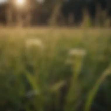 A close-up view of a variety of common weeds found in hay fields