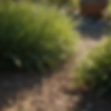Choosing the Right Grass Seeds for Your Lawn Variety of grass seeds for lawn repair