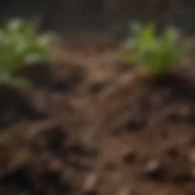 Healthy Garden Soil Close-up of healthy garden soil rich in nutrients