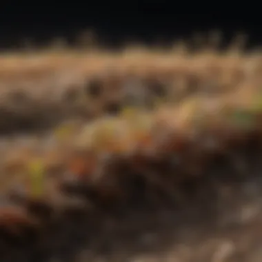 Microscopic view of beneficial soil microorganisms