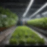 A well-organized hydroponic system showcasing vibrant green plants.