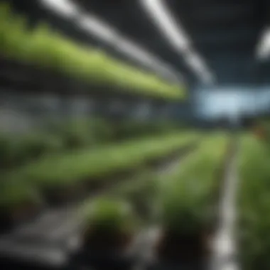 Diverse Plant Selection for Hydroponic Success A variety of plants selected for hydroponic cultivation.