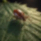 Close-up of a tick on a leaf