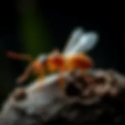 Illustration of termite biology and lifecycle