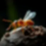 Understanding Termite Biology Illustration of termite biology and lifecycle