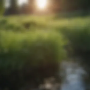 Effective Strategies for Goose Grass Management Control methods for managing goose grass