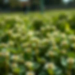 The Comprehensive Guide to Sub Clover Seed in Agriculture Introduction
