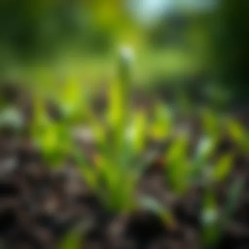 Vibrant grass seedling emerging from soil
