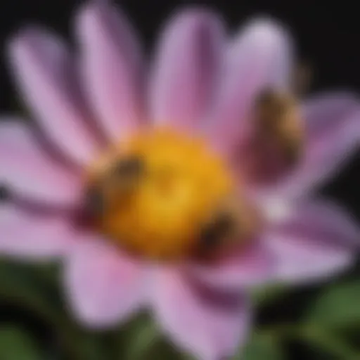 A close-up view of honeybees pollinating a vibrant flower