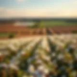 Aerial view of cotton fields in bloom