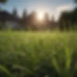 Close-up of Poa weed in a lush lawn