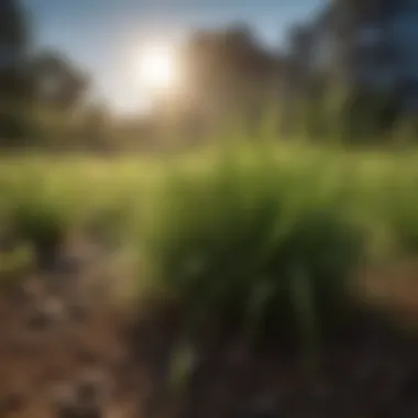 Tif 419 Grass: A Comprehensive Analysis of Its Characteristics and Applications Introduction Tif 419 Grass: A Comprehensive Analysis of Its Characteristics and Applications Introduction