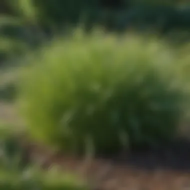 Healthy perennial ryegrass growing in a landscaped garden