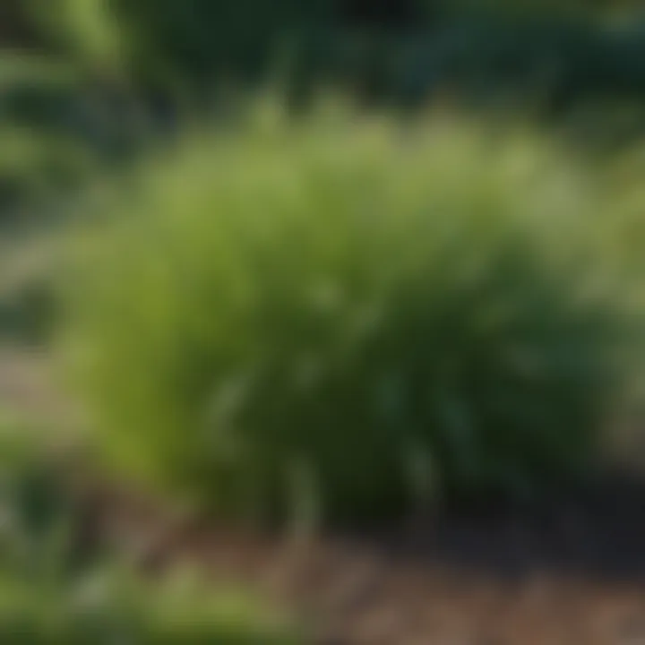 Healthy perennial ryegrass growing in a landscaped garden