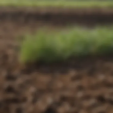 Close-up of rich soil prepared for planting perennial ryegrass seeds