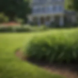 Crabgrass preventer application on a lush lawn