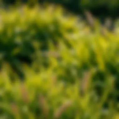 Varied climates showcasing regions suitable for cool-season grass