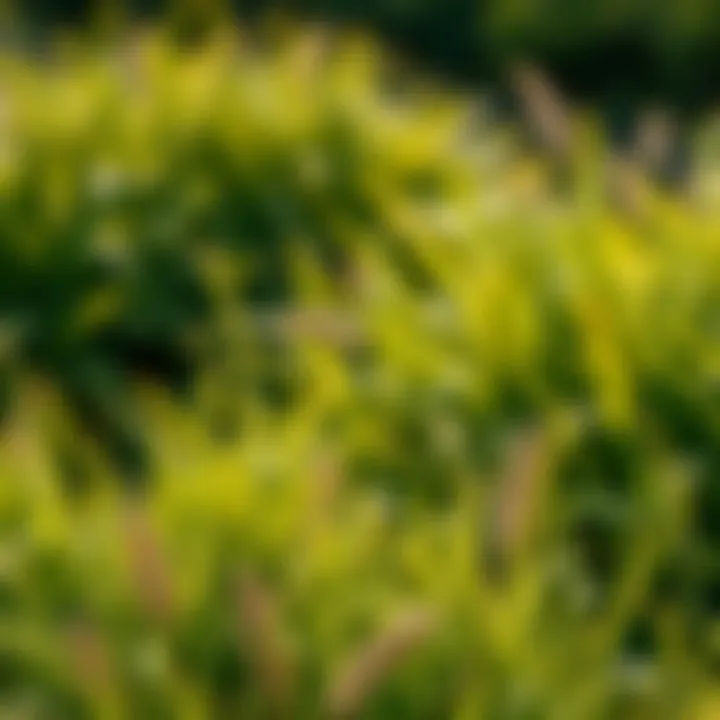 Varied climates showcasing regions suitable for cool-season grass