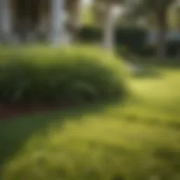Lush St. Augustine grass in a well-maintained lawn