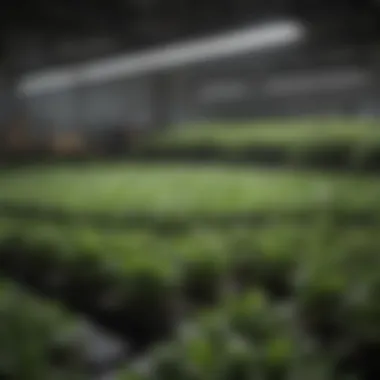 Notable Understanding 5000K Dimmable LED in Agriculture and Horticulture