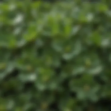 Close-up of the succulent leaves of purslane