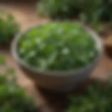 Fresh purslane prepared for a salad