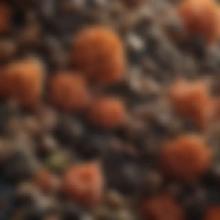 Close-up of thermophilic bacteria at work in a compost pile