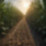 Vibrant corn field showcasing healthy plants