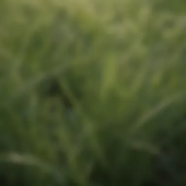 Close-up of fescue grass blades showing dormancy