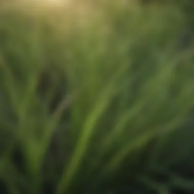 Close-up of lush drought tolerant Bermuda grass blades