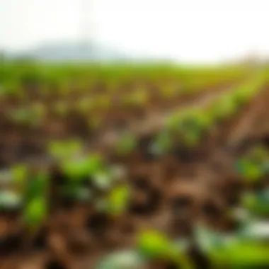 Sustainable Practices and Soil Health Visual representation of sustainable agricultural practices influenced by soil EC