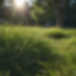 Healthy Poa grass in a lush lawn setting