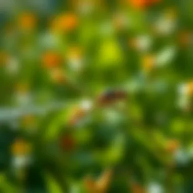 Application Techniques for Flit Bug Spray Flit bug spray application techniques