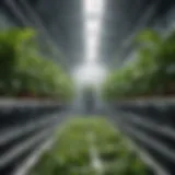Hydroponic system showcasing nutrient-rich water