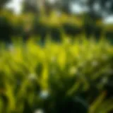 Healthy Bermuda grass thriving in sunlight