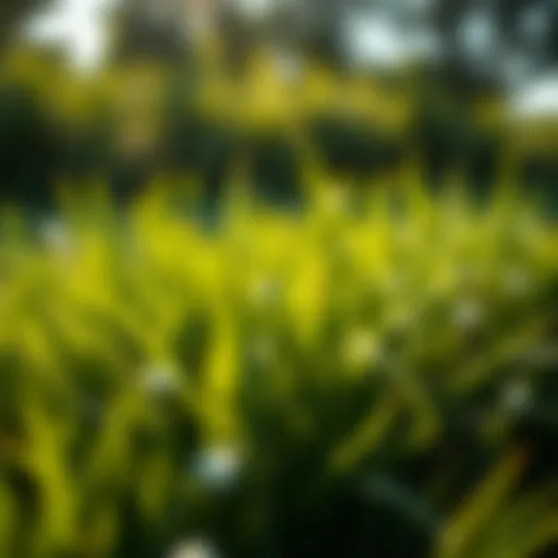 Healthy Bermuda grass thriving in sunlight