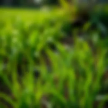 Essential Soil Conditions for Bermuda Grass Resurgence Soil conditions ideal for Bermuda grass growth