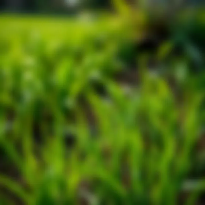 Essential Soil Conditions for Bermuda Grass Resurgence Soil conditions ideal for Bermuda grass growth