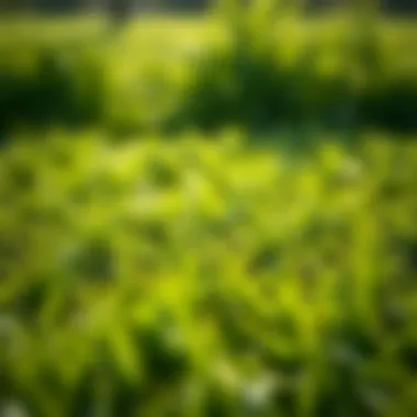 A Well-Maintained Lawn Showcasing Bermuda Grass Health Bermuda grass thriving in a well-maintained lawn