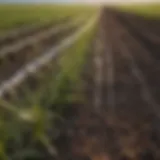 Detailed view of hail screen wire in a field