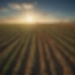 Field with Non-GMO crops under a clear blue sky