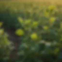 Close-up of healthy soybean plants in a field