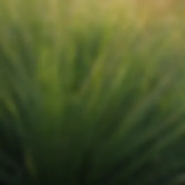 Close-up view of perennial ryegrass blades showcasing their texture and color