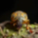 Understanding Pill Bug Control: Strategies, Solutions, and Implications Introduction