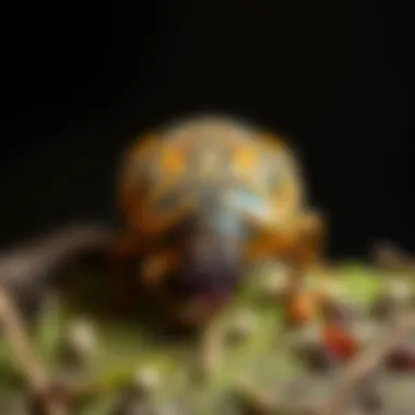 Understanding Pill Bug Control: Strategies, Solutions, and Implications Introduction Understanding Pill Bug Control: Strategies, Solutions, and Implications Introduction