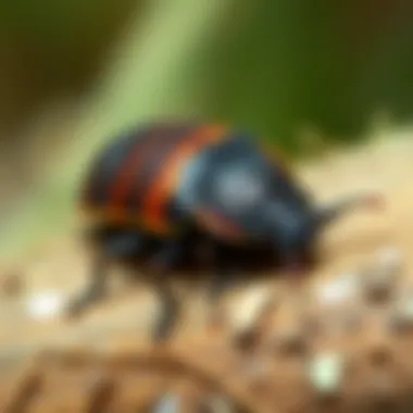 Notable Understanding Pill Bug Control: Strategies, Solutions, and Implications