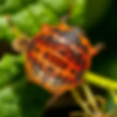 Understanding Pill Bug Control: Strategies, Solutions, and Implications Summary